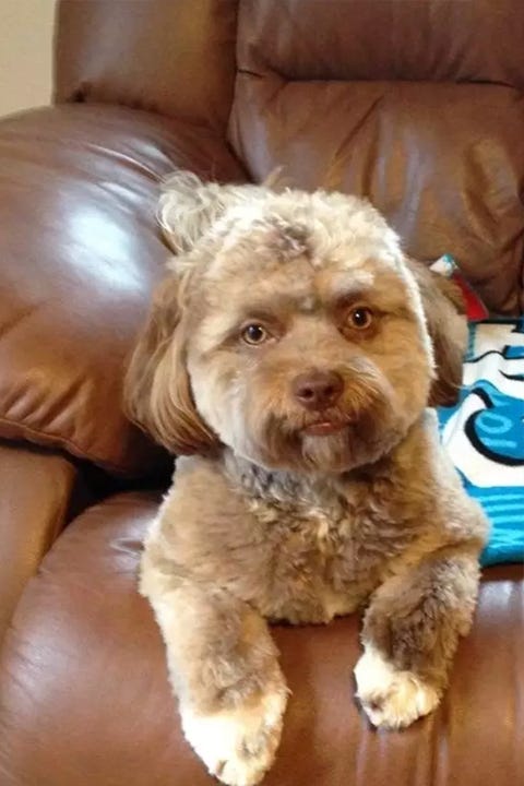 dog that looks like a man dog that looks like a man